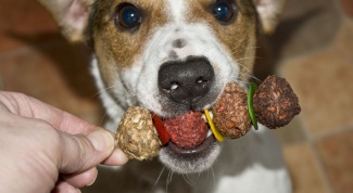 How to feed a Jack Russell Terrier