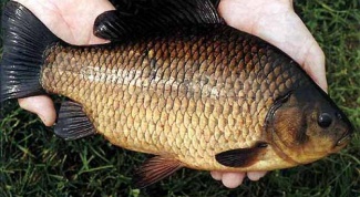How to catch carp in the summer