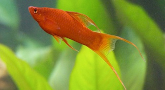 How to distinguish female from male swordtail