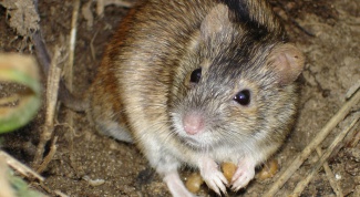 How to get rid of mice voles 