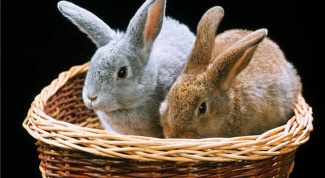 Как завести кроликов