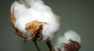 How to grow cotton