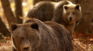 Как спастись от медведя