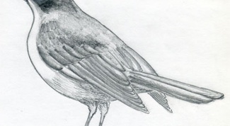 Как рисовать птицу: поэтапный урок