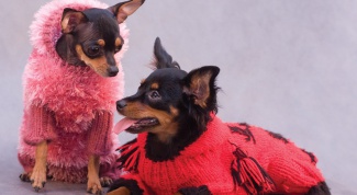 How to knit clothes for toy Terrier
