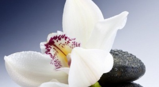 Как сплести орхидею из бисера