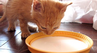 Как научить котенка кушать