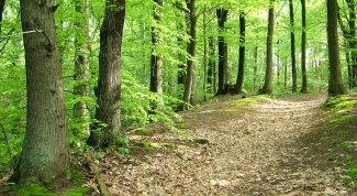 Как описать лес в сочинении