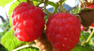 How to transplant raspberries