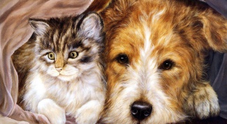 Как нарисовать кошку и собаку