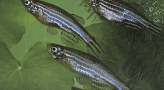 How to distinguish female from male zebrafish