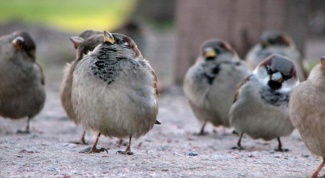 How to get rid of sparrows in the area