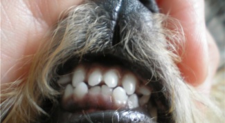 How to fix an overbite in dogs