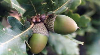 How to plant an acorn