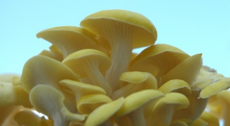 How to store oyster mushrooms