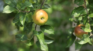 Как посадить яблоневый сад
