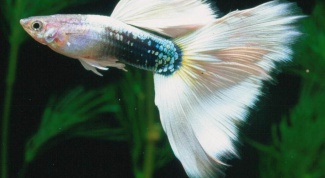 How to feed guppy fry