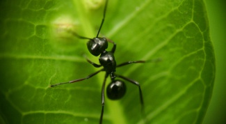 How to get rid of black ants