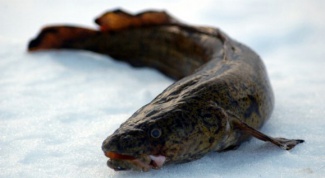 How to cook burbot