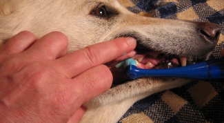 How remove Tartar dog