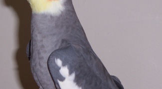 Как определить возраст попугая кореллы