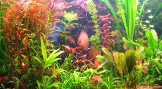 Как выращивать аквариумные растения