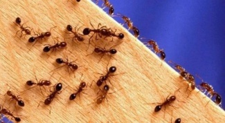 Как избавиться от маленьких муравьев