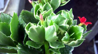 How to water the Kalanchoe