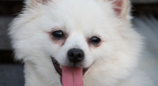 How to raise a Pomeranian