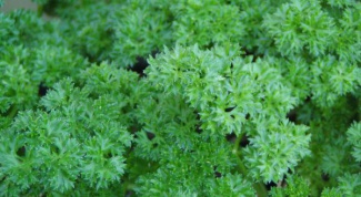 How to prepare a decoction of parsley