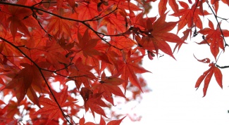 How to grow maple