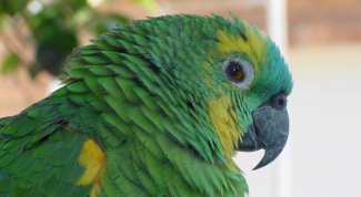 Простуда у попугая: как лечить