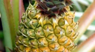 Как размножить ананас