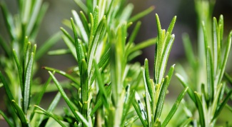 rosemary: how to use it