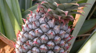How to grow a pineapple from seed