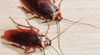 Как потравить тараканов