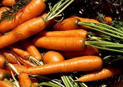 Морковь: как сохранить ее свежей