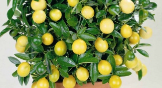 Lemon tree: how to make it to bear fruit