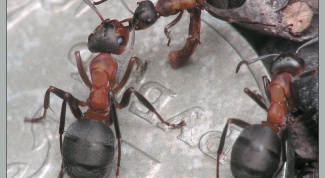 Как избавиться от мелких муравьёв