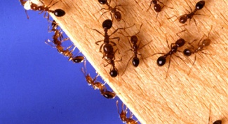 Как уничтожить домашних муравьев
