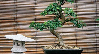How to grow bonsai oak