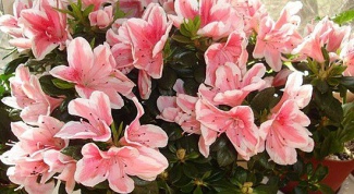 How to trim azaleas