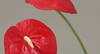 How to propagate Anthurium