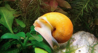 What is the aquarium snail