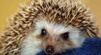 How to keep a hedgehog