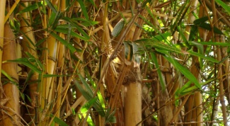 Как разводить бамбук