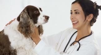 How to treat liver in dogs