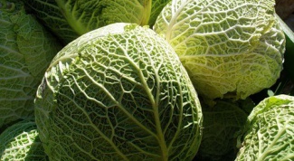How to store Savoy cabbage