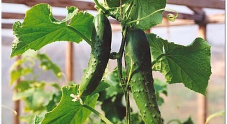 How to grow cucumbers in the winter in greenhouses