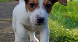 How to raise a puppy Jack Russell Terrier
